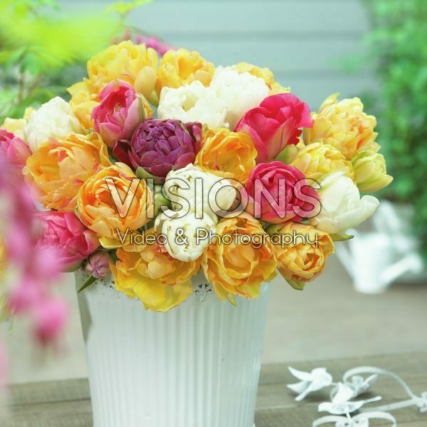 Tulipa double mix Tulipa double mix