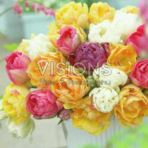 Tulipa double mix Tulipa double mix