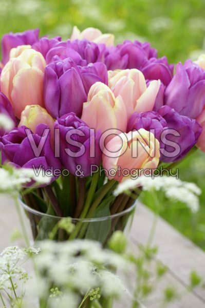 Tulipa Magic Lavender, Mango Charm Tulipa Magic Lavender, Mango Charm
