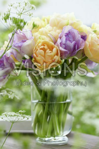 Tulipa Apricot Angelique, Double Shirley Tulipa Apricot Angelique, Double Shirley