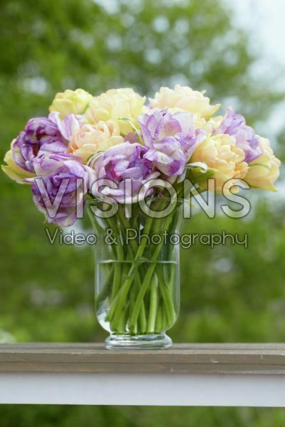 Tulipa Apricot Angelique, Double Shirley Tulipa Apricot Angelique, Double Shirley
