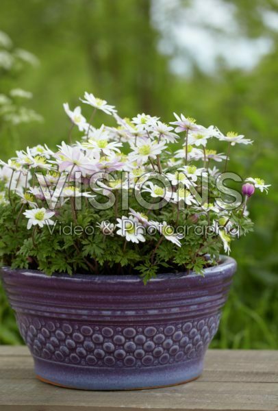 Anemone blanda White Splendour Anemone blanda White Splendour