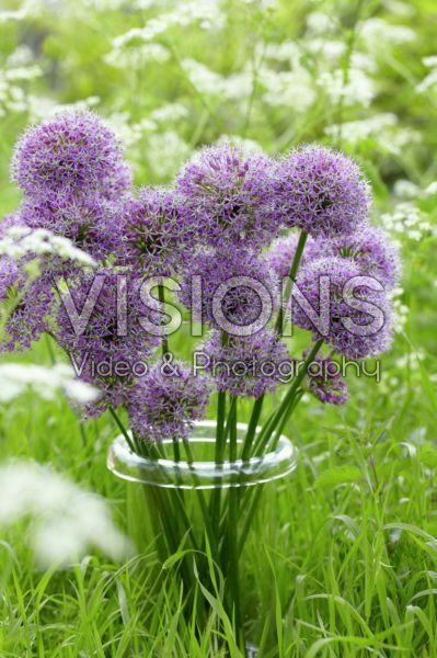 Allium stipitatum Allium stipitatum