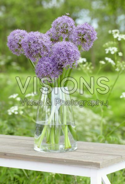 Allium Purple Caila Allium Purple Caila