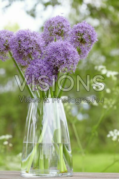 Allium Purple Caila Allium Purple Caila