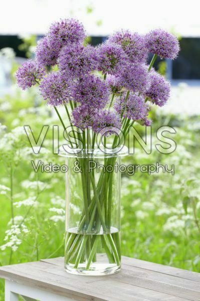 Allium stipitatum Allium stipitatum