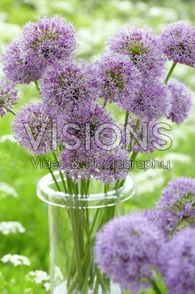Allium stipitatum Allium stipitatum
