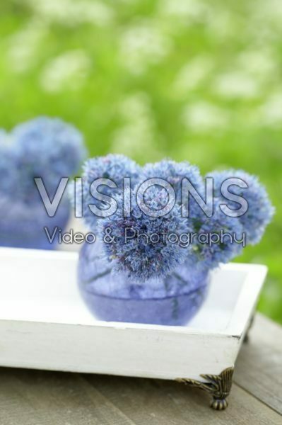 Allium caeruleum Allium caeruleum