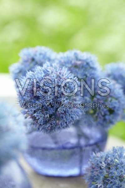 Allium caeruleum Allium caeruleum