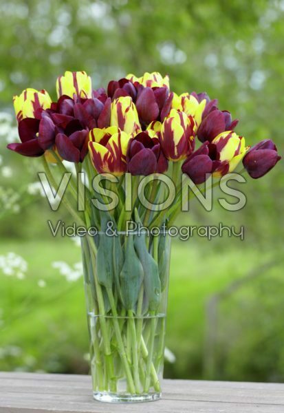 Tulipa Helmar, Ronaldo Tulipa Helmar, Ronaldo