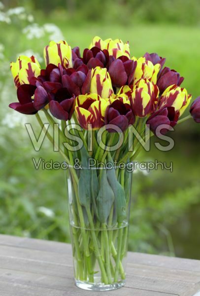 Tulipa Helmar, Ronaldo Tulipa Helmar, Ronaldo