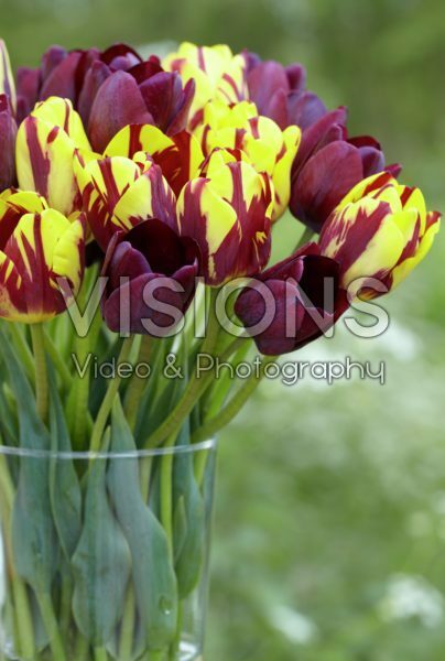 Tulipa Helmar, Ronaldo Tulipa Helmar, Ronaldo