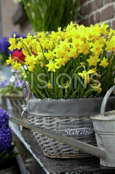 Narcissus Tete a Tete Narcissus Tete a Tete