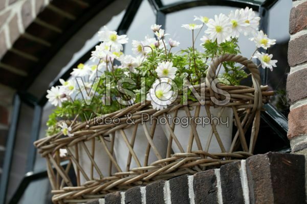 Anemone blanda White Splendour Anemone blanda White Splendour