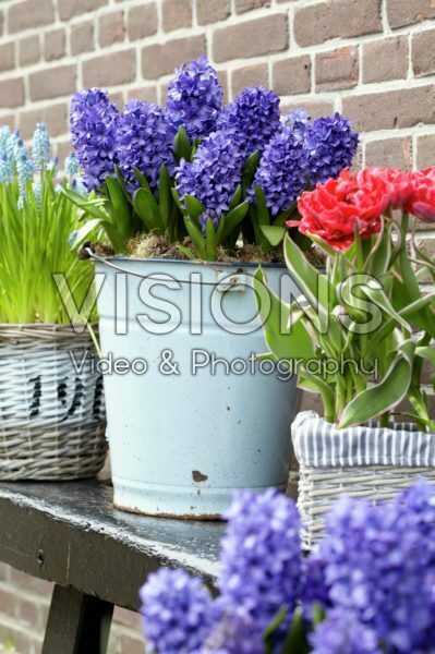 Spring containers Spring containers