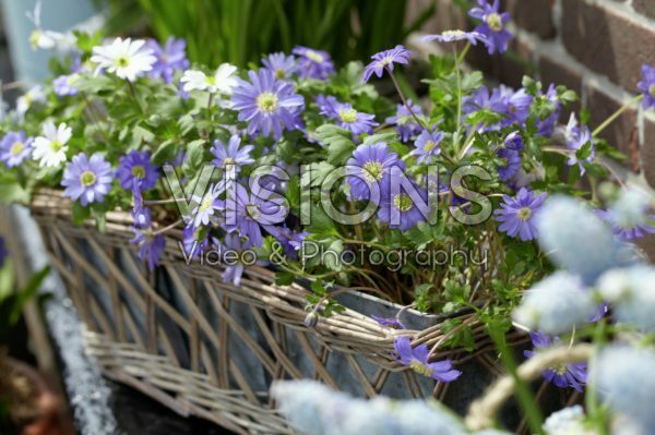 Anemone blanda Blue Shades Anemone blanda Blue Shades