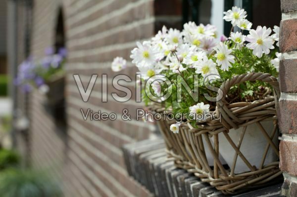 Anemone blanda White Splendour Anemone blanda White Splendour