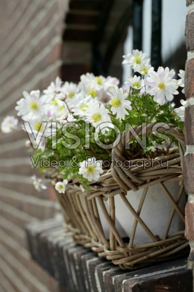 Anemone blanda White Splendour Anemone blanda White Splendour