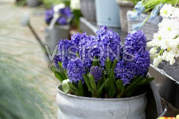 Hyacinthus blue Hyacinthus blue