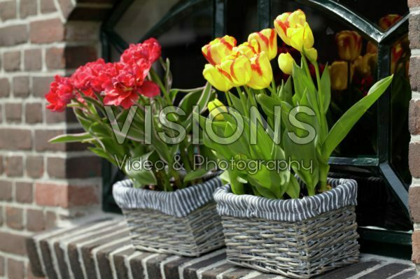 Tulips in window boxes Tulips in window boxes