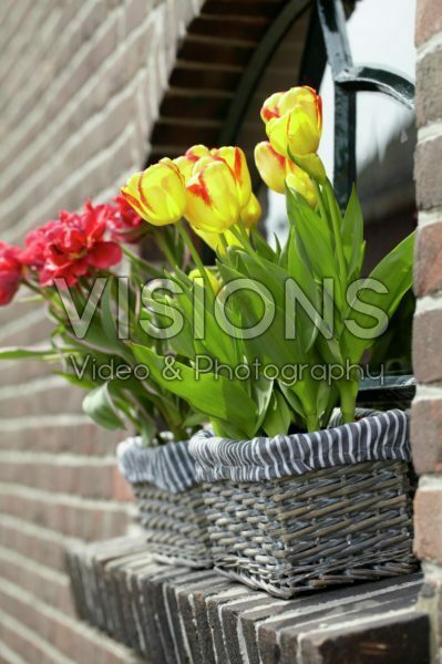 Tulips in window boxes Tulips in window boxes