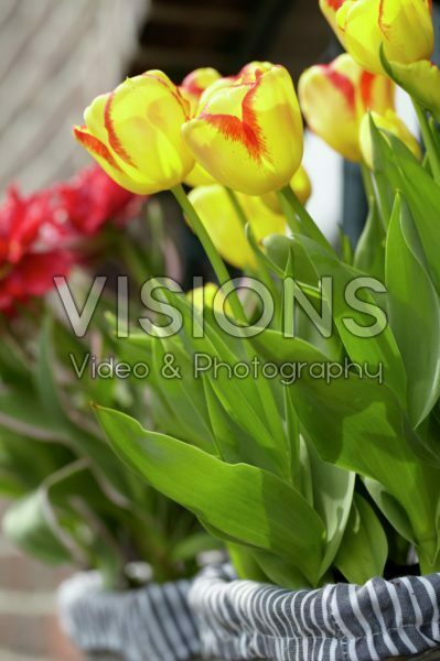 Tulipa Burning Calgary Tulipa Burning Calgary