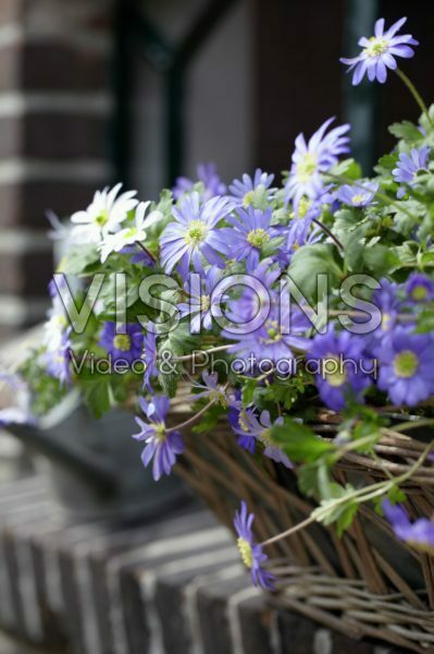Anemone blanda Blue Shades Anemone blanda Blue Shades