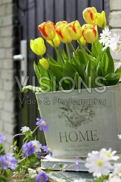 Tulipa Burning Calgary Tulipa Burning Calgary