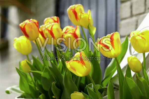 Tulipa Burning Calgary Tulipa Burning Calgary