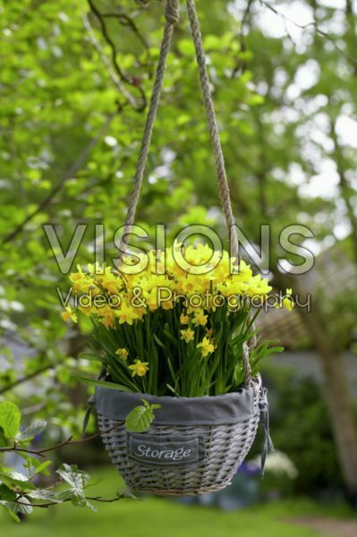 Narcissus Tete a Tete Narcissus Tete a Tete