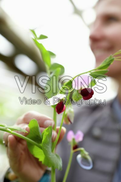 Lathyrus Lathyrus