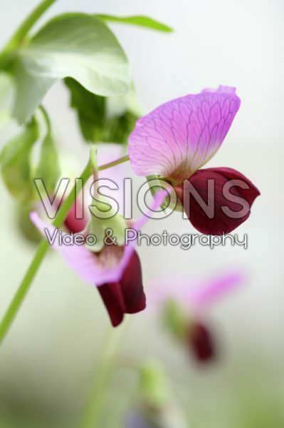 Lathyrus Lathyrus