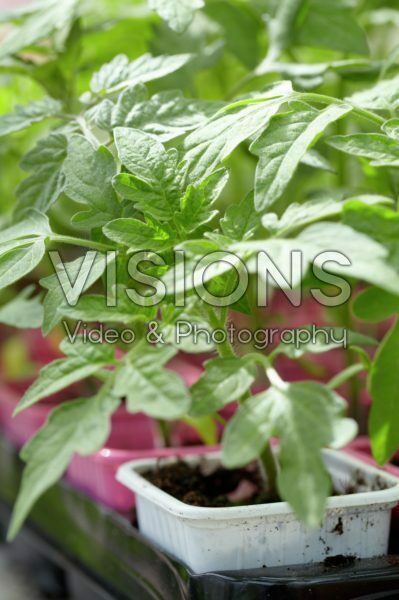 Tagetes Tagetes