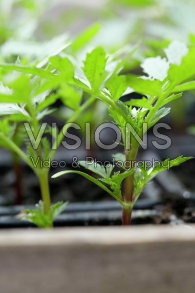 Tagetes Tagetes