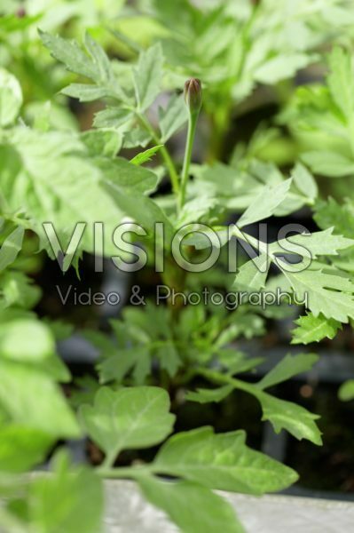 Tagetes Tagetes