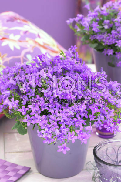 Campanula addenda ® Blue Star Campanula addenda ® Blue Star