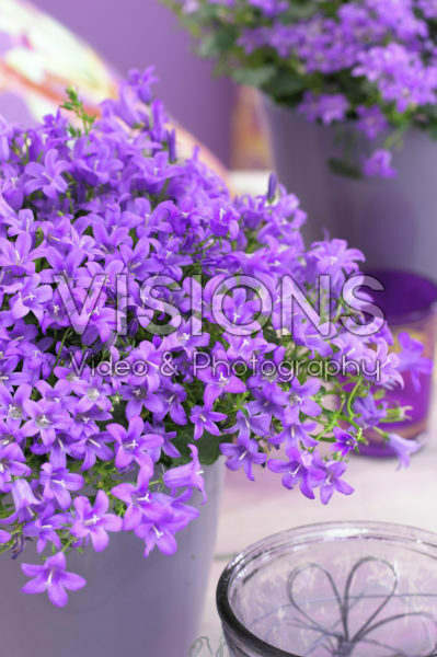 Campanula addenda ® Blue Star Campanula addenda ® Blue Star