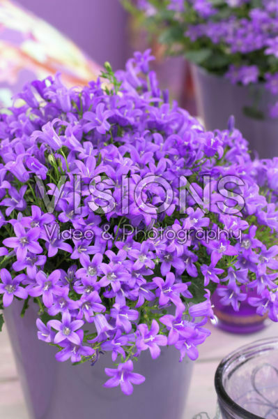 Campanula addenda ® Blue Star Campanula addenda ® Blue Star