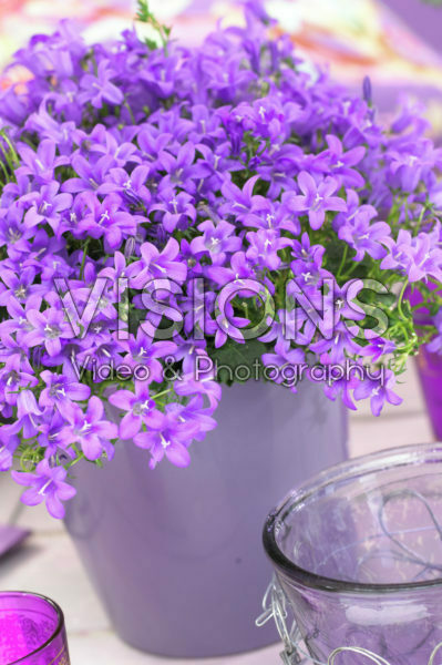 Campanula addenda ® Blue Star Campanula addenda ® Blue Star