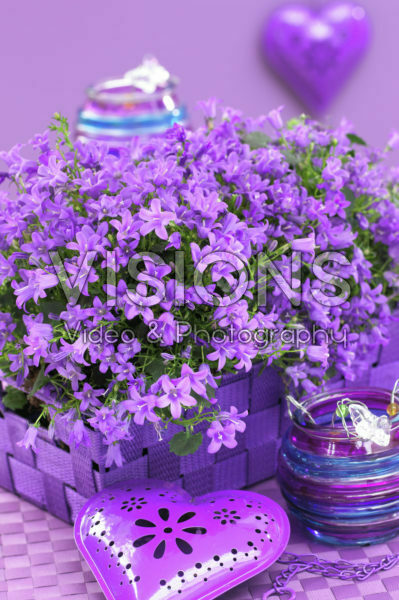 Campanula addenda ® Blue Star Campanula addenda ® Blue Star