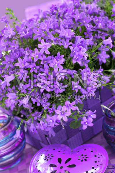 Campanula addenda ® Blue Star Campanula addenda ® Blue Star