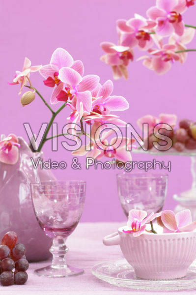 Phalaenopsis Phalaenopsis