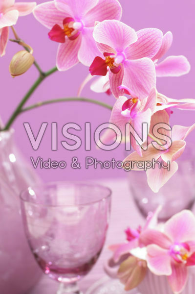 Phalaenopsis Phalaenopsis
