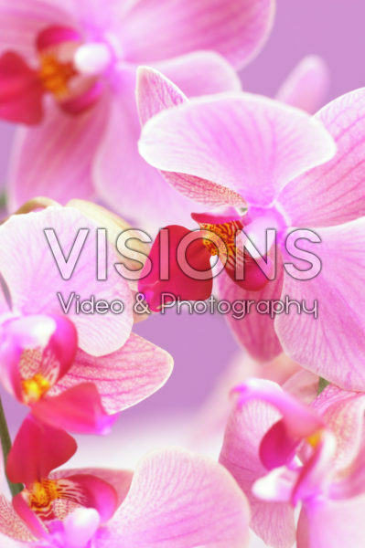 Phalaenopsis Phalaenopsis