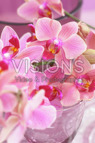 Phalaenopsis Phalaenopsis