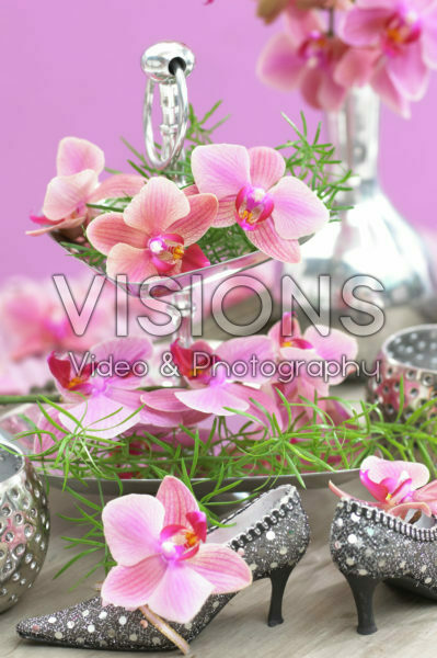 Phalaenopsis Phalaenopsis