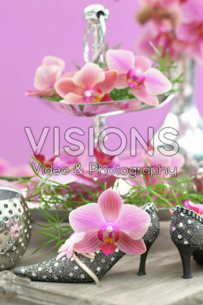 Phalaenopsis Phalaenopsis