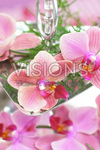 Phalaenopsis Phalaenopsis
