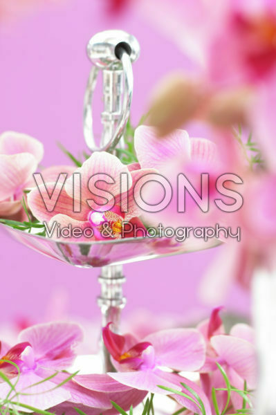 Phalaenopsis Phalaenopsis