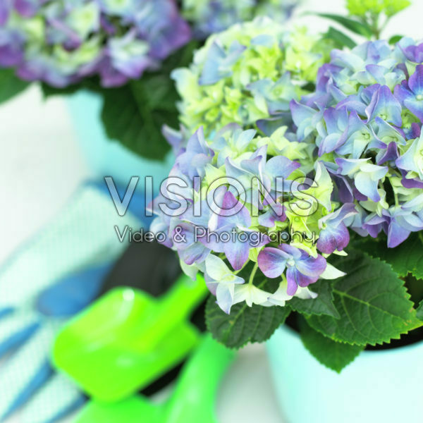Hydrangea Hydrangea